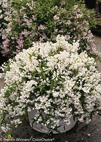 Proven Winners Yuki Snowflake Shrub - White Flowers