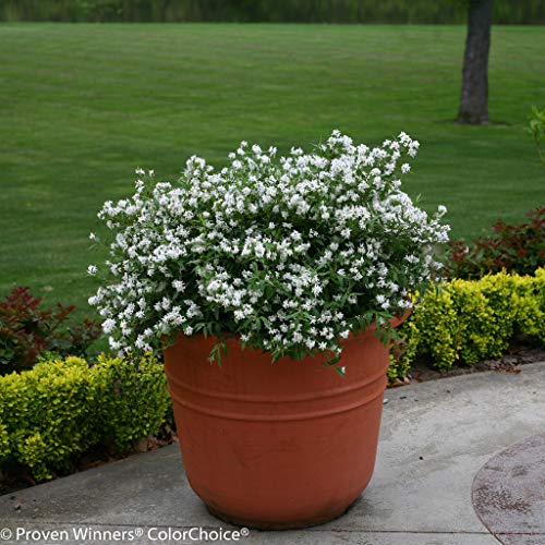 Proven Winners Yuki Snowflake Shrub - White Flowers