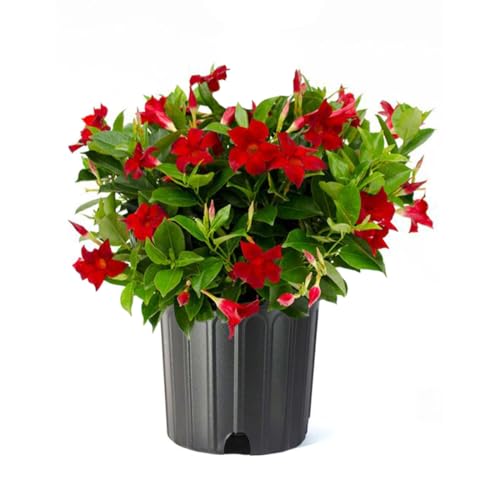 Red Dipladenia Bush, Live Plant, Continuous Blooms, Indoor/Outdoor