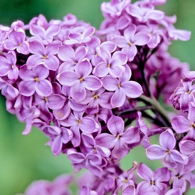 5 Purple Lilac Plants - Fragrant Flowering Bushes