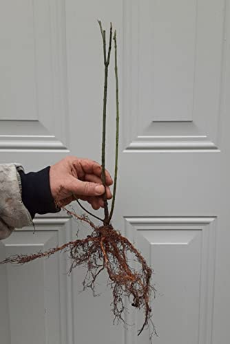 5 Purple Lilac Plants - Fragrant Flowering Bushes