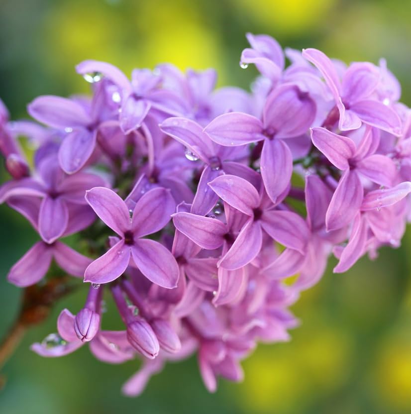 5 Purple Lilac Plants - Fragrant Flowering Bushes