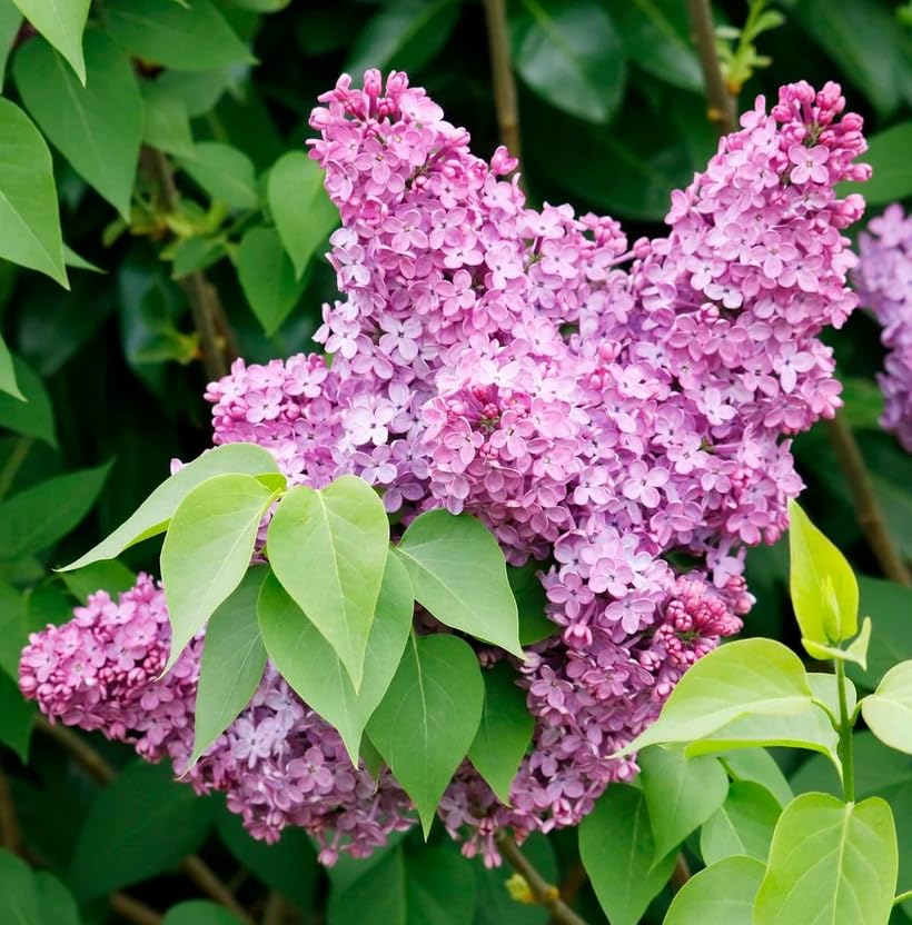 5 Purple Lilac Plants - Fragrant Flowering Bushes