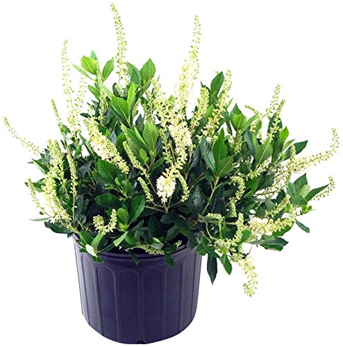 White Flowered Clethra Aln Hummingbird Shrub in Size Container