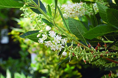 White Flowered Clethra Aln Hummingbird Shrub in Size Container