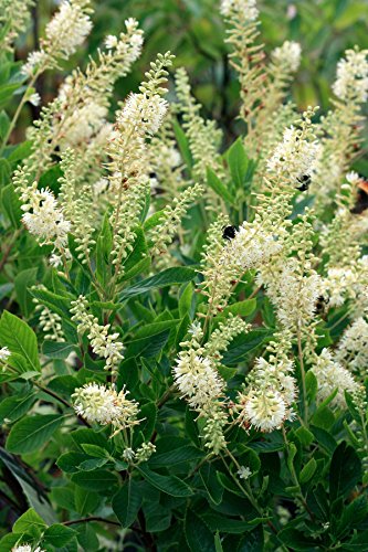 White Flowered Clethra Aln Hummingbird Shrub in Size Container