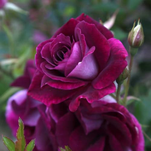 Burgundy Iceberg™ Purple Rose Bush Live Plant for Outdoors