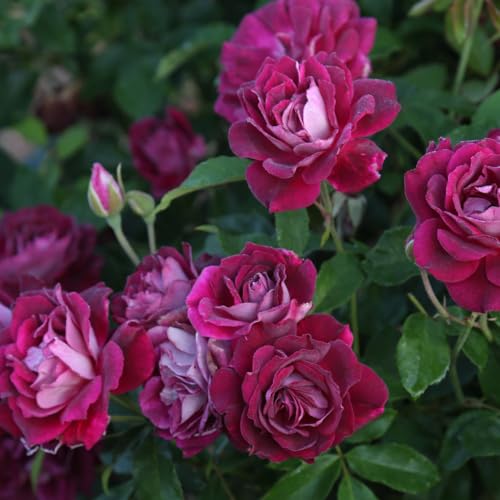 Burgundy Iceberg™ Purple Rose Bush Live Plant for Outdoors