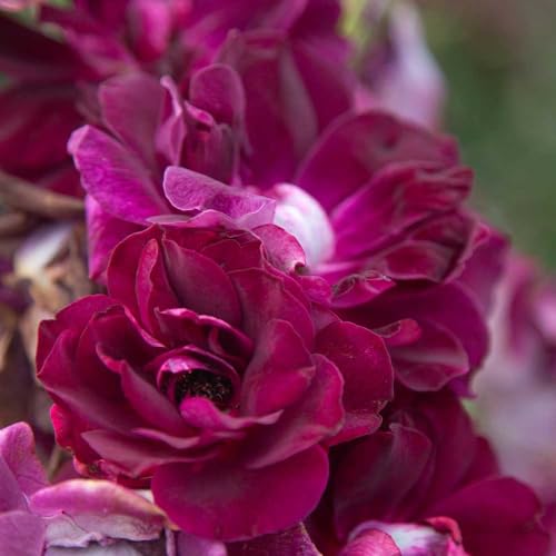 Burgundy Iceberg™ Purple Rose Bush Live Plant for Outdoors