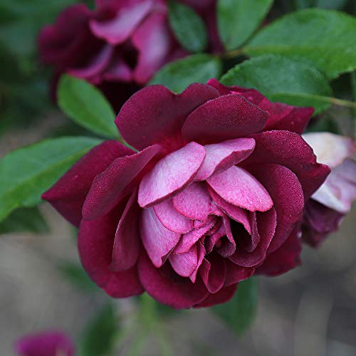 Burgundy Iceberg™ Purple Rose Bush Live Plant for Outdoors
