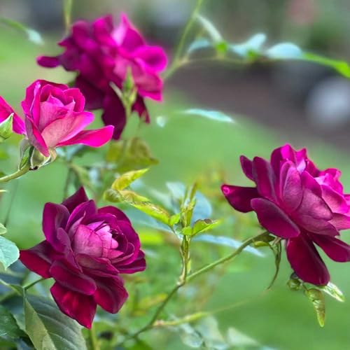 Burgundy Iceberg™ Purple Rose Bush Live Plant for Outdoors
