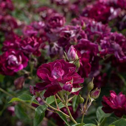 Burgundy Iceberg™ Purple Rose Bush Live Plant for Outdoors