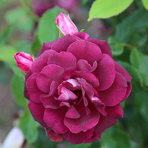 Burgundy Iceberg™ Purple Rose Bush Live Plant for Outdoors