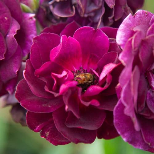 Burgundy Iceberg™ Purple Rose Bush Live Plant for Outdoors