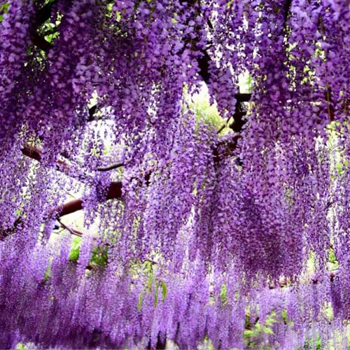 Wisteria Flowering Tree Shrub for Outdoor Garden Decor