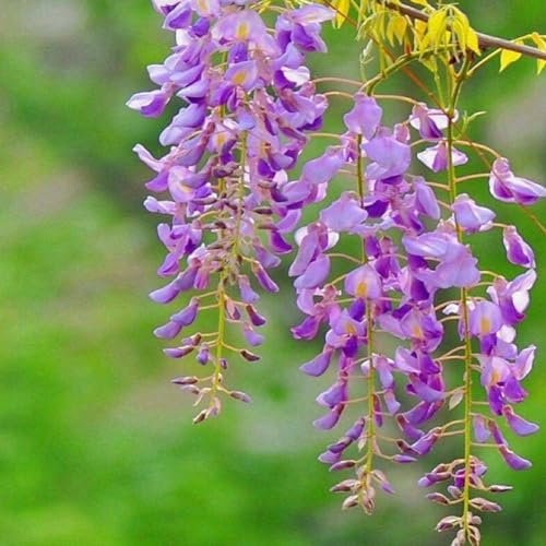 Wisteria Flowering Tree Shrub for Outdoor Garden Decor