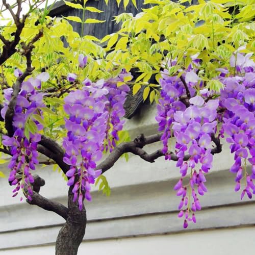 Wisteria Flowering Tree Shrub for Outdoor Garden Decor
