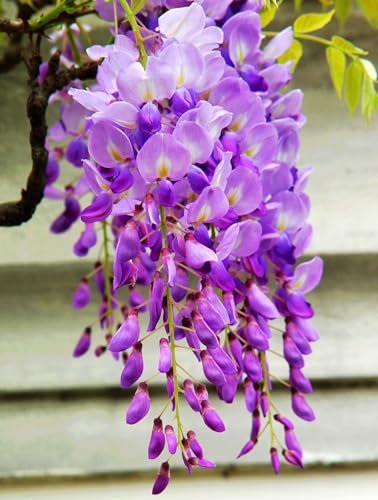 Wisteria Flowering Tree Shrub for Outdoor Garden Decor