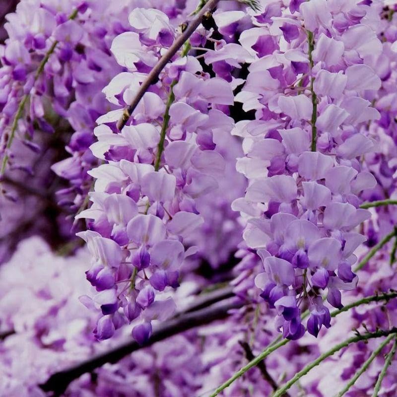 Wisteria Flowering Tree Shrub for Outdoor Garden Decor