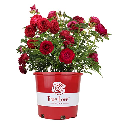 Live Red Rose Bush Plants for Outdoor Decor Gifts