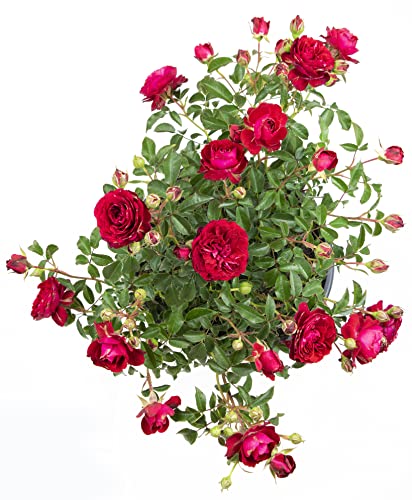 Live Red Rose Bush Plants for Outdoor Decor Gifts