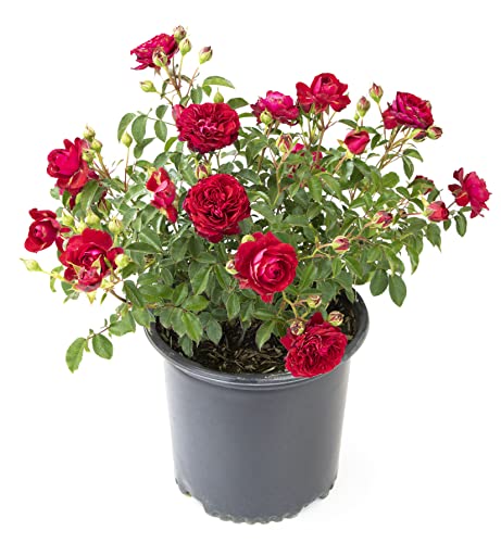Live Red Rose Bush Plants for Outdoor Decor Gifts