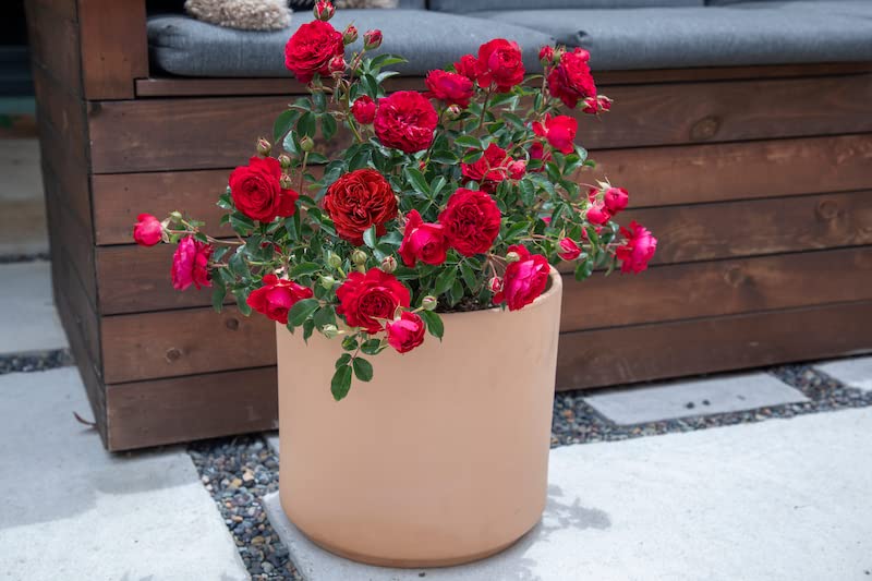 Live Red Rose Bush Plants for Outdoor Decor Gifts