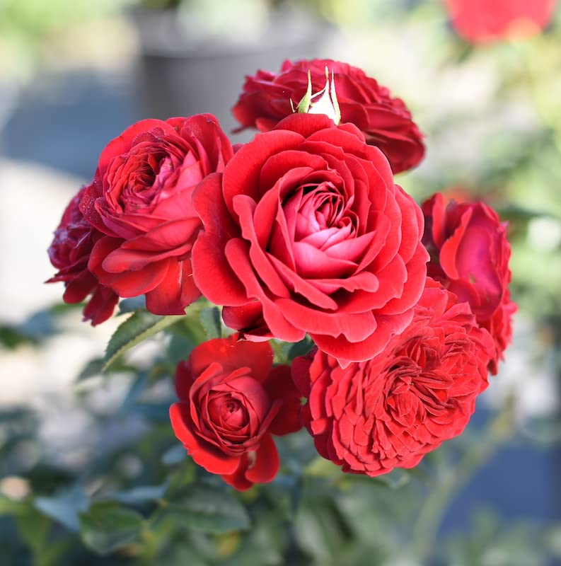 Live Red Rose Bush Plants for Outdoor Decor Gifts
