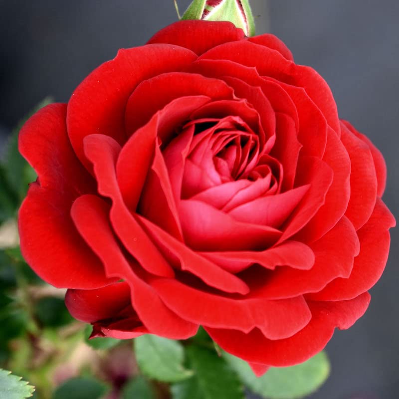 Live Red Rose Bush Plants for Outdoor Decor Gifts