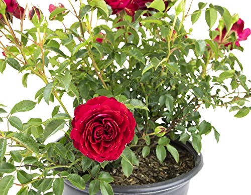 Live Red Rose Bush Plants for Outdoor Decor Gifts