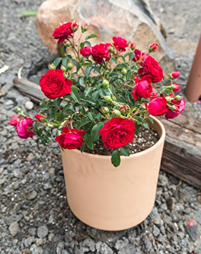 Live Red Rose Bush Plants for Outdoor Decor Gifts