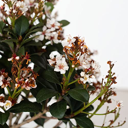 Outdoor Spring Sonata Indian Hawthorne Evergreen Shrub White Blooms