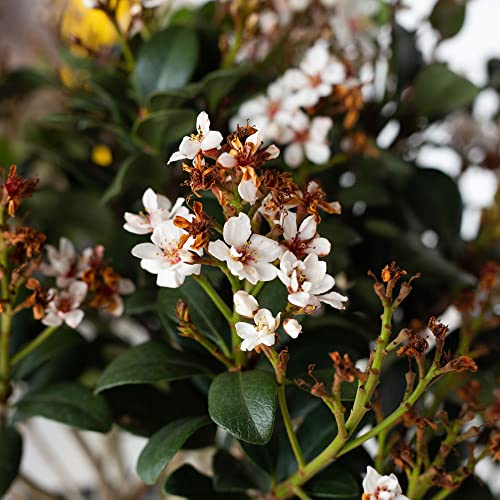 Outdoor Spring Sonata Indian Hawthorne Evergreen Shrub White Blooms