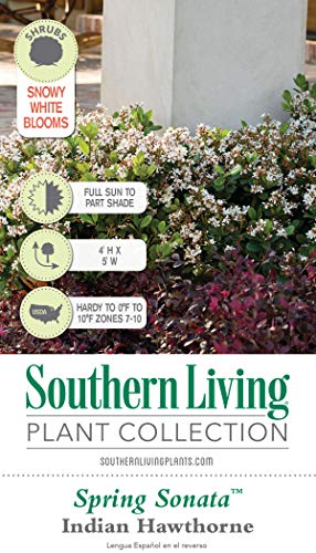Outdoor Spring Sonata Indian Hawthorne Evergreen Shrub White Blooms