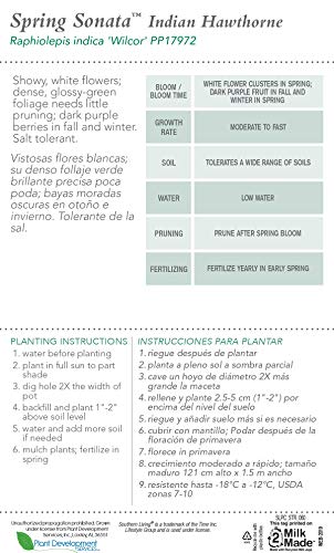 Outdoor Spring Sonata Indian Hawthorne Evergreen Shrub White Blooms