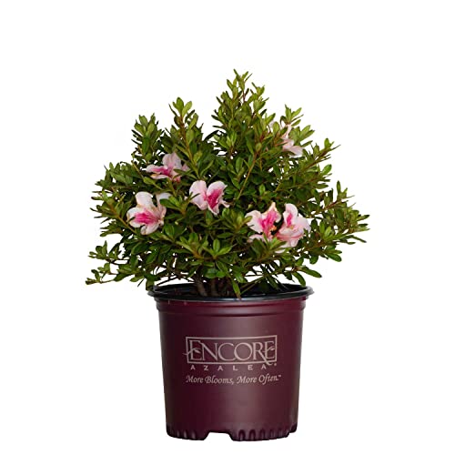 Encore Azalea Autumn Chiffon Pink Flowering Shrub - Full Sun