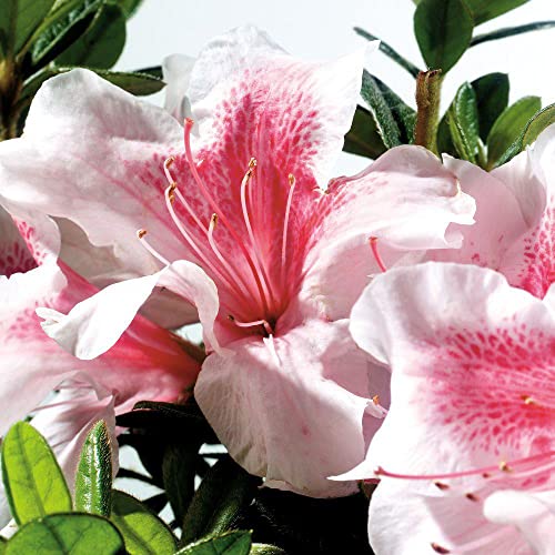 Encore Azalea Autumn Chiffon Pink Flowering Shrub - Full Sun