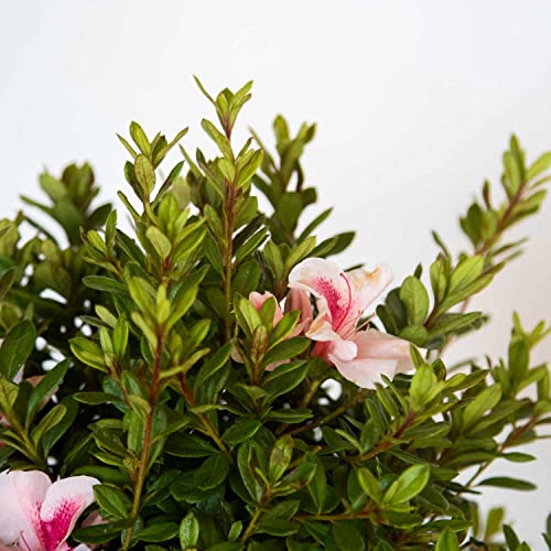 Encore Azalea Autumn Chiffon Pink Flowering Shrub - Full Sun