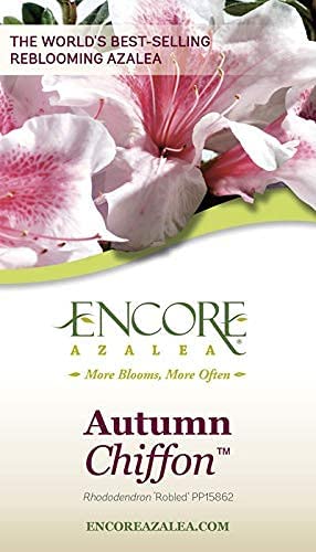 Encore Azalea Autumn Chiffon Pink Flowering Shrub - Full Sun