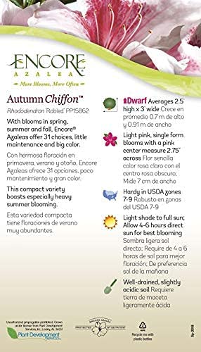 Encore Azalea Autumn Chiffon Pink Flowering Shrub - Full Sun