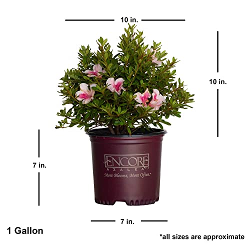 Encore Azalea Autumn Chiffon Pink Flowering Shrub - Full Sun