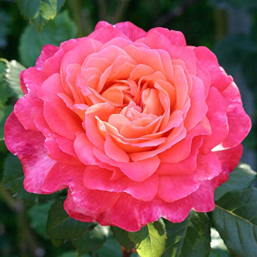 Portlandia™ Heirloom Roses Climbing Rose - Live Outdoor Plant