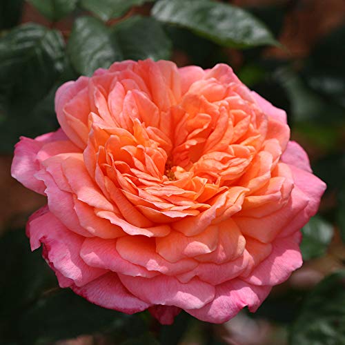 Portlandia™ Heirloom Roses Climbing Rose - Live Outdoor Plant