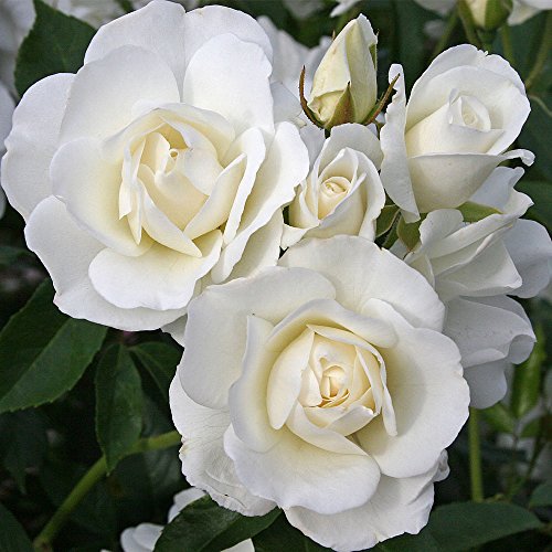 Iceberg White Rose Bush - Heirloom Shrub Rose
