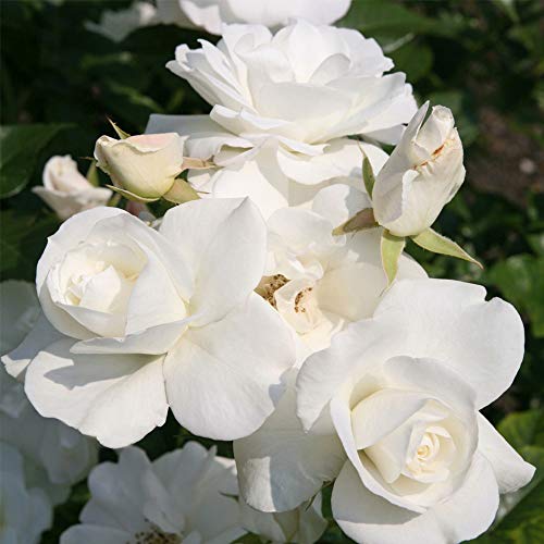 Iceberg White Rose Bush - Heirloom Shrub Rose
