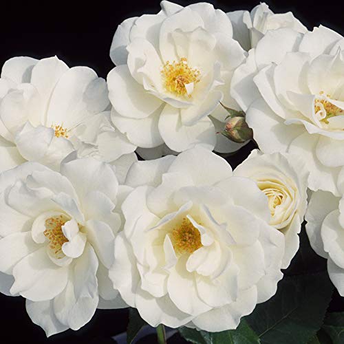 Iceberg White Rose Bush - Heirloom Shrub Rose