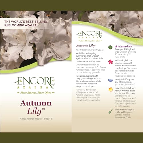 Autumn Lily 2g Azalea Encore Outdoor Furniture Decor