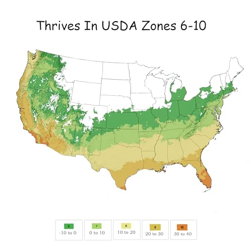 Autumn Lily 2g Azalea Encore Outdoor Furniture Decor