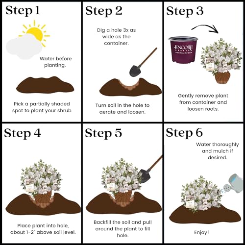 Autumn Lily 2g Azalea Encore Outdoor Furniture Decor