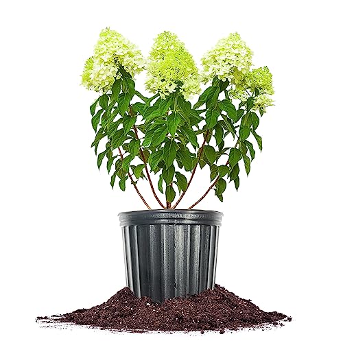 Limelight Hydrangea Shrub: Sun/Shade 1 Gallon - Green/White/Pink